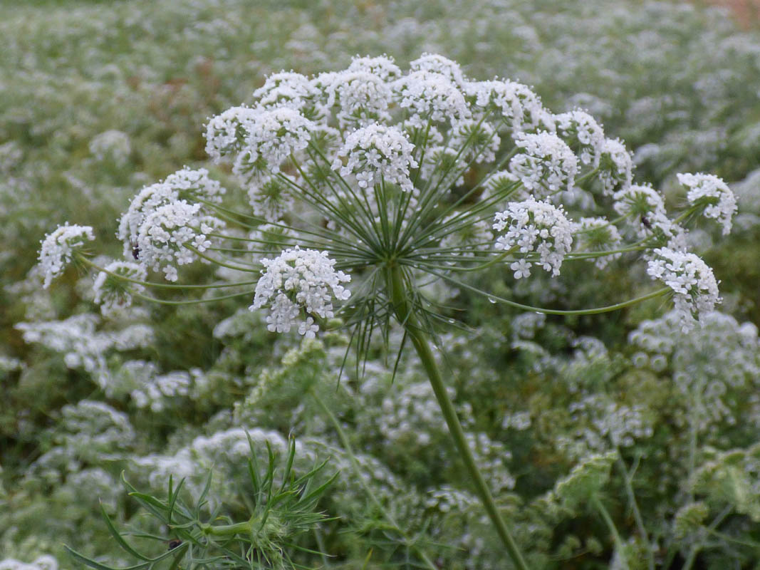 Ammi majus